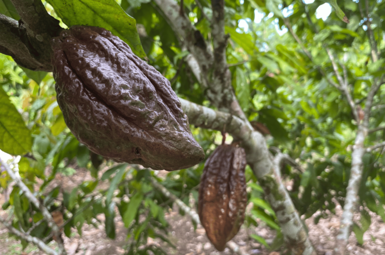  La fruta del cacao en el árbol. Foto: Erik Hoffner 